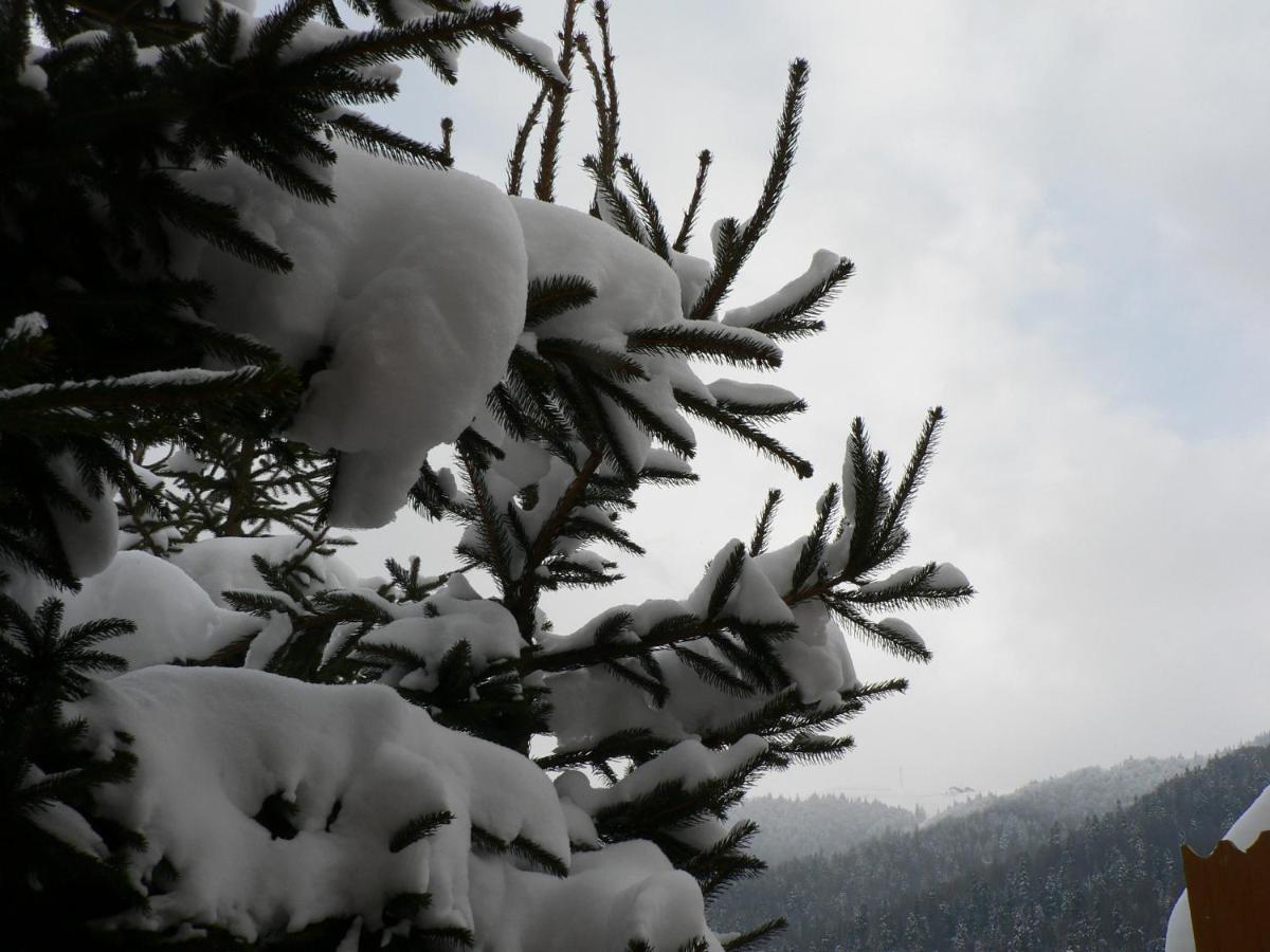Flora Alpina Otel Azuga Dış mekan fotoğraf